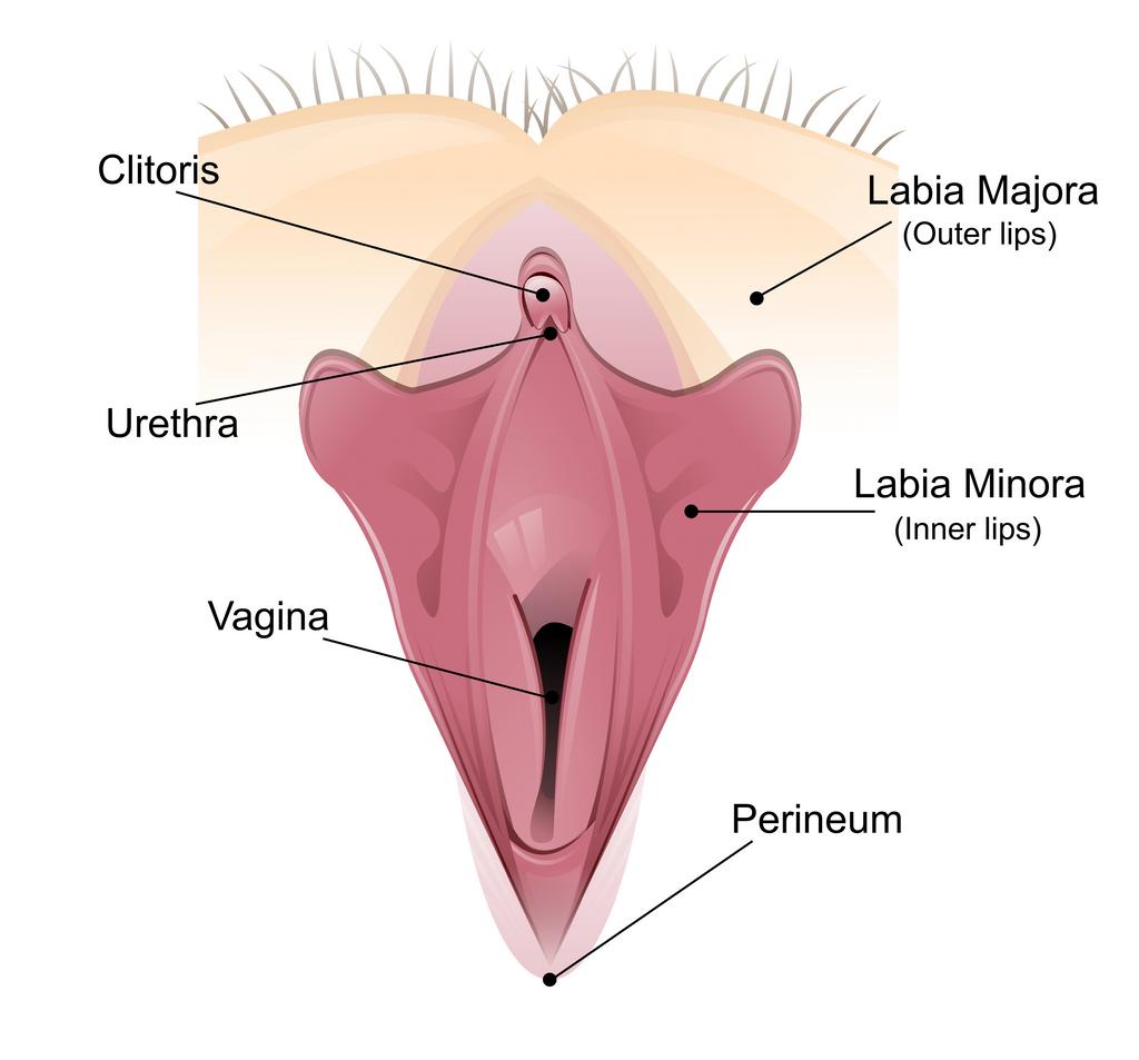 silivri klitoris estetiği